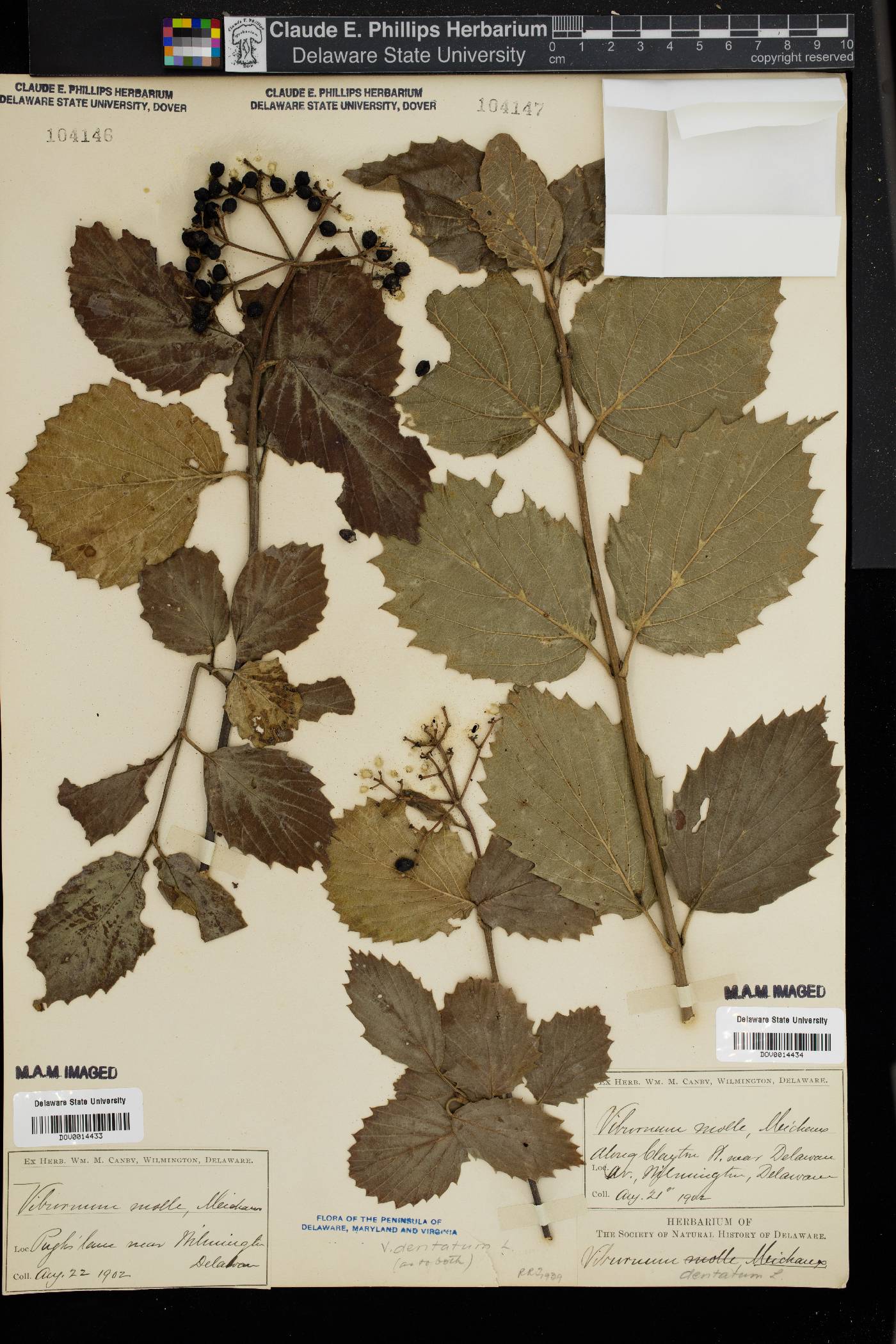 Viburnum molle image
