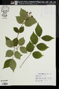 Viburnum rafinesqueanum image