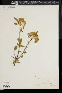Viburnum cassinoides image