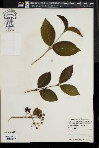 Viburnum cassinoides image