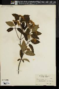 Viburnum cassinoides image