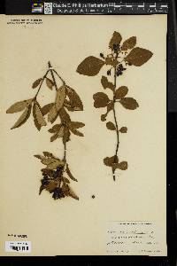 Viburnum cassinoides image