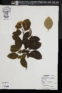 Viburnum cassinoides image