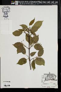 Image of Viburnum betulifolium