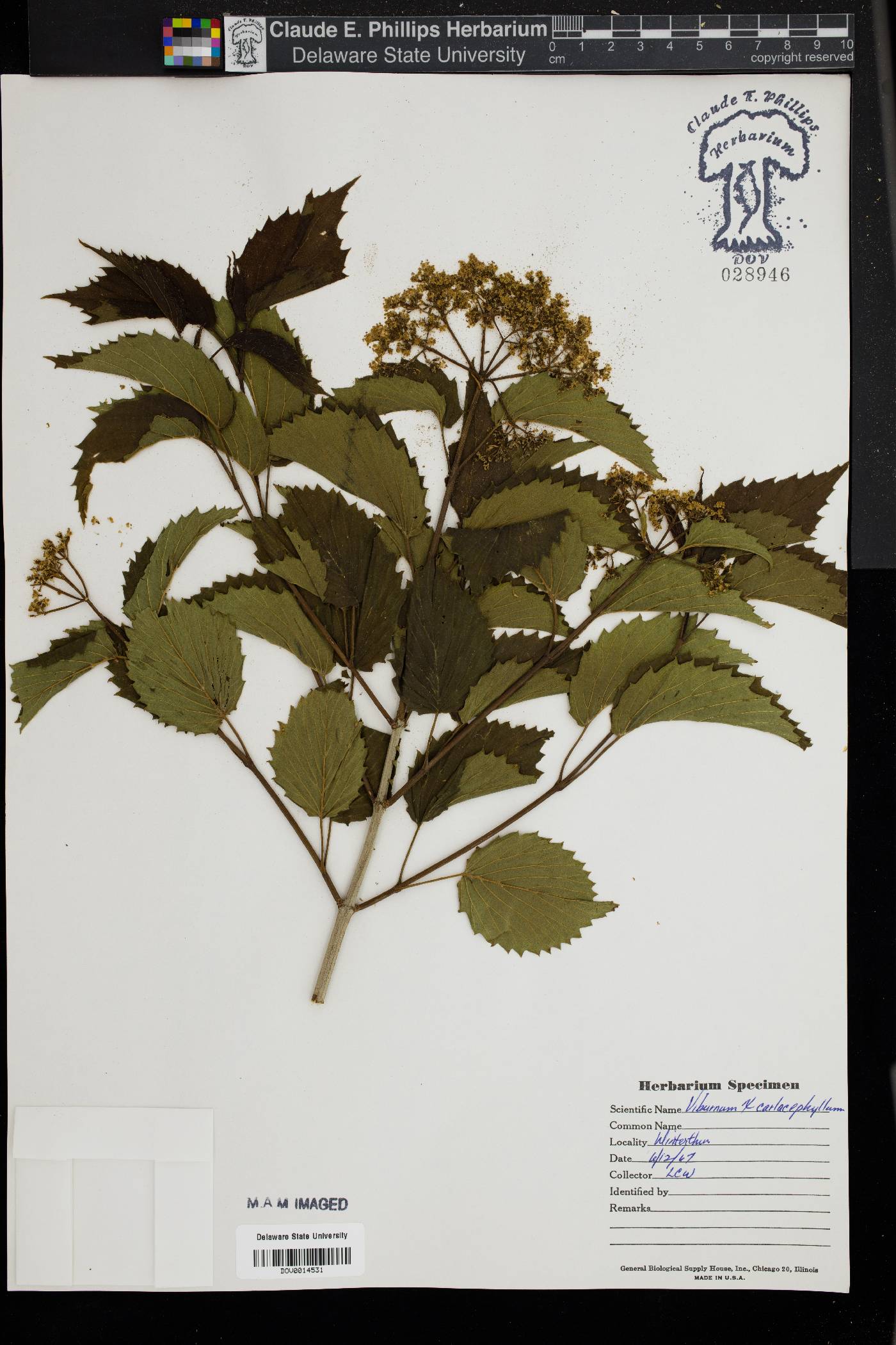 Viburnum carlcephalum image