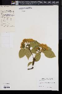 Viburnum lentago image