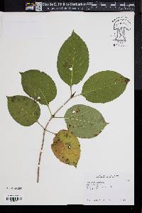 Viburnum lentago image