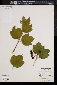 Viburnum trilobum image