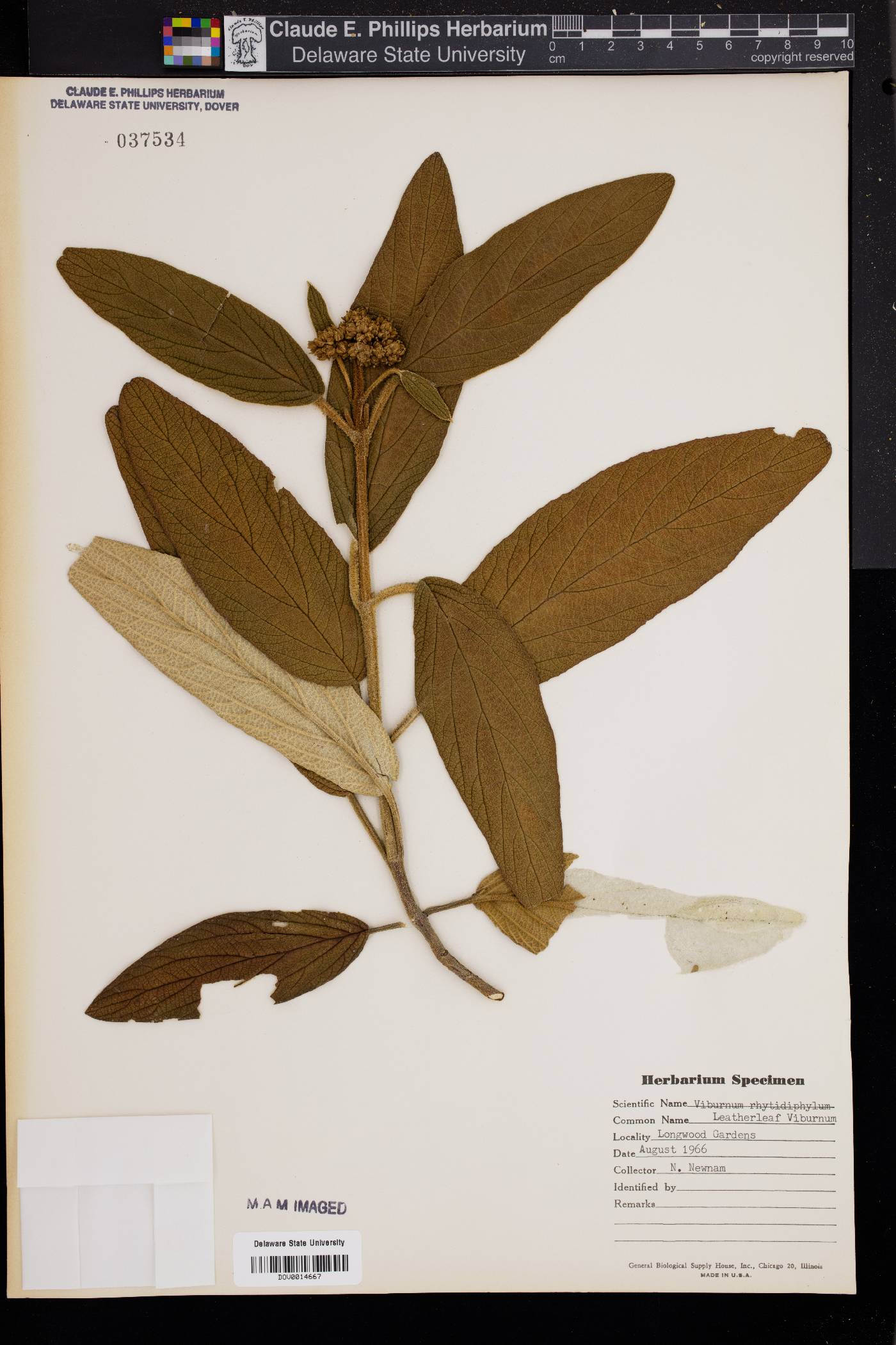 Viburnum rhytidophyllum image