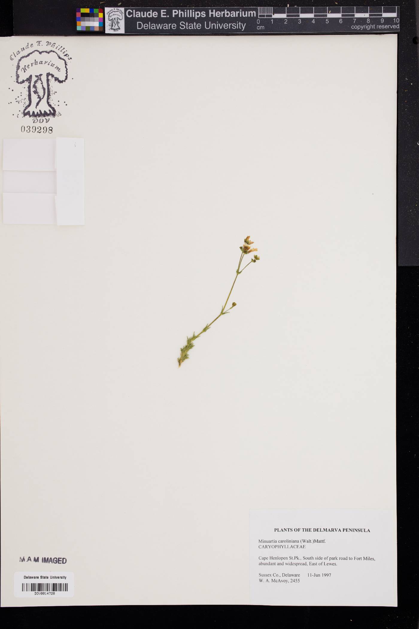 Sabulina caroliniana image
