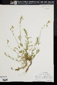 Cerastium arvense image