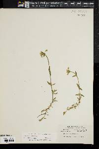 Cerastium fontanum subsp. vulgare image