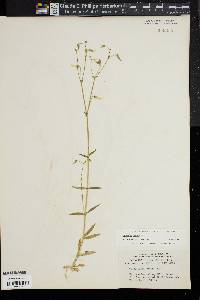 Cerastium nutans image