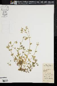 Image of Cerastium semidecandrum