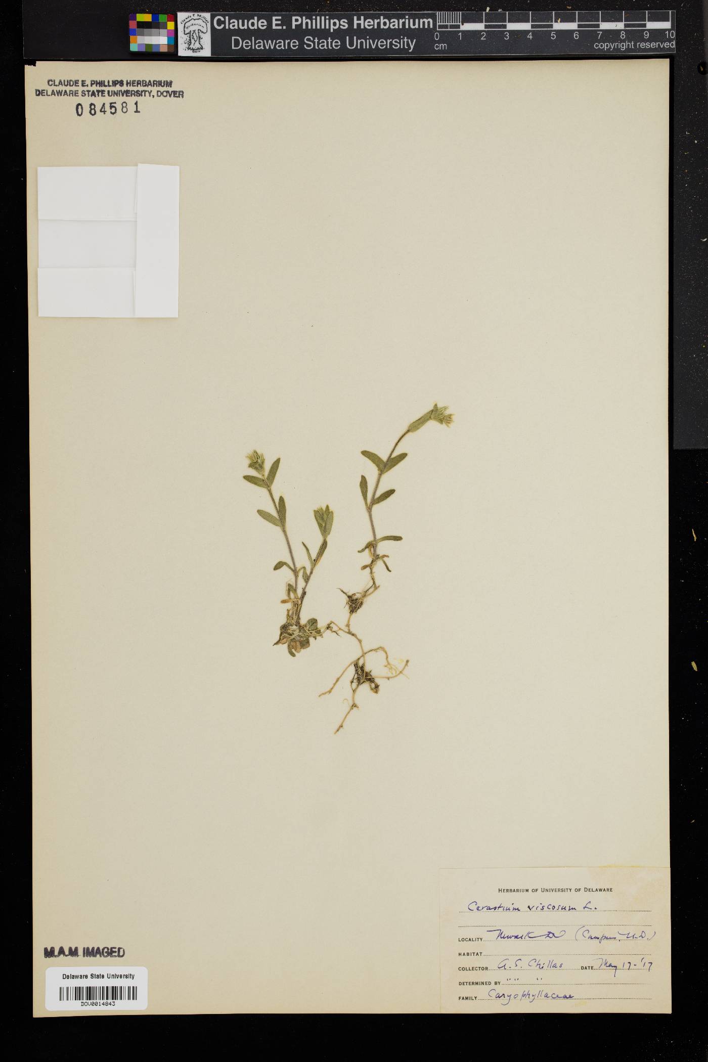 Cerastium viscosum image