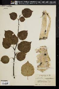 Betula papyrifera image