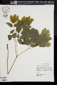 Caulophyllum thalictroides image