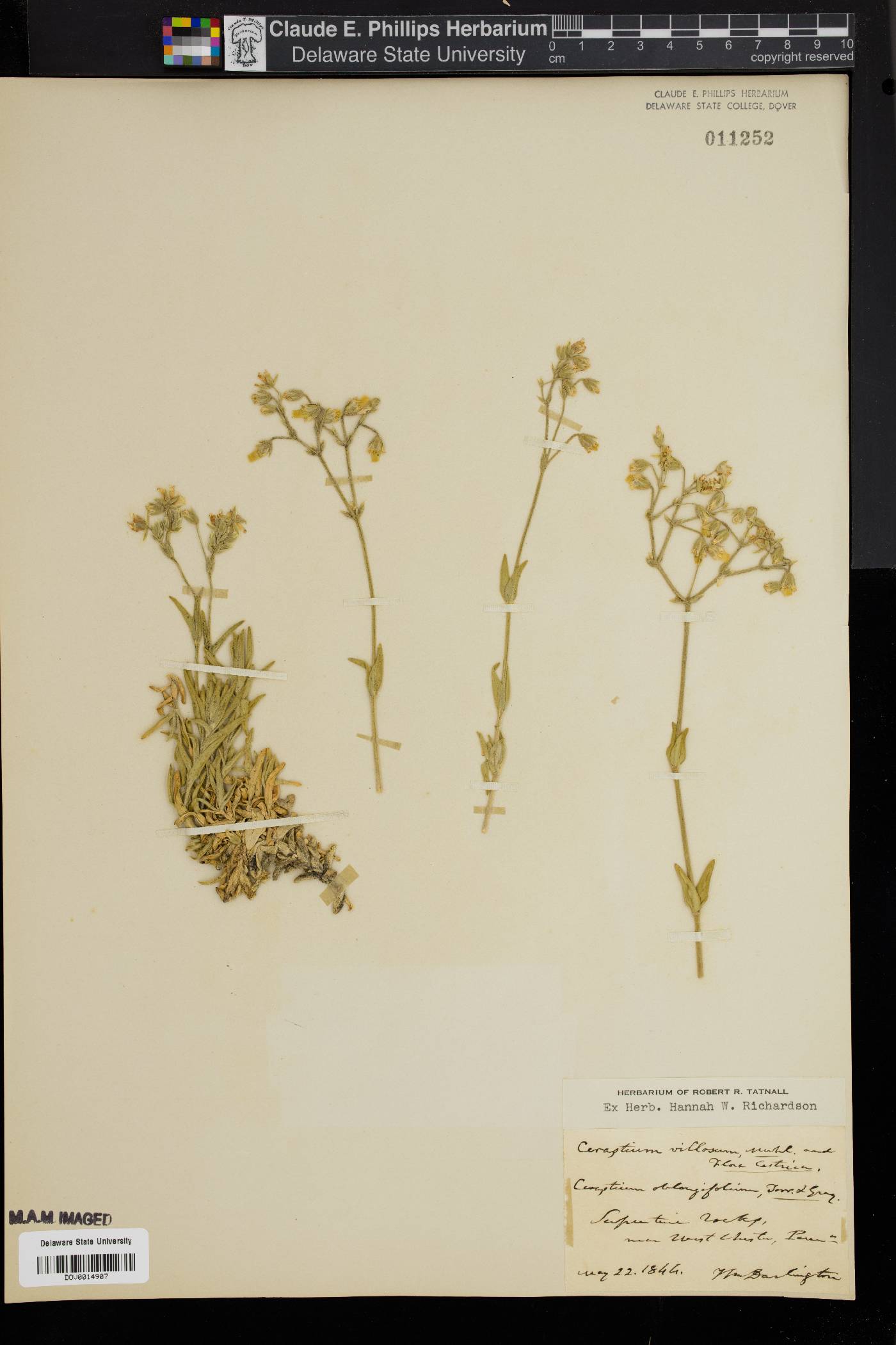 Cerastium villosum image