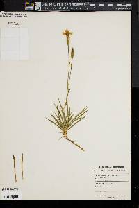 Dianthus graniticus image