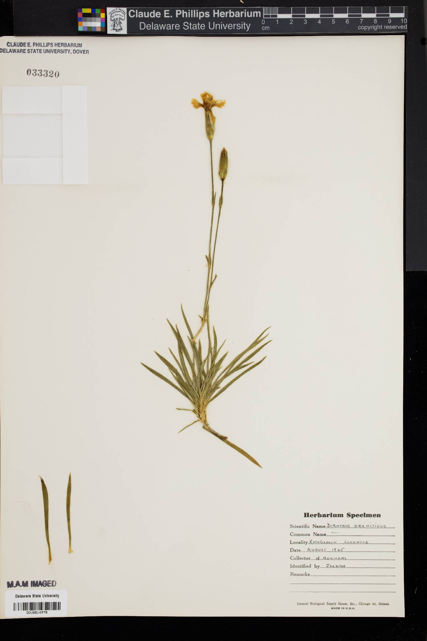 Dianthus graniticus image