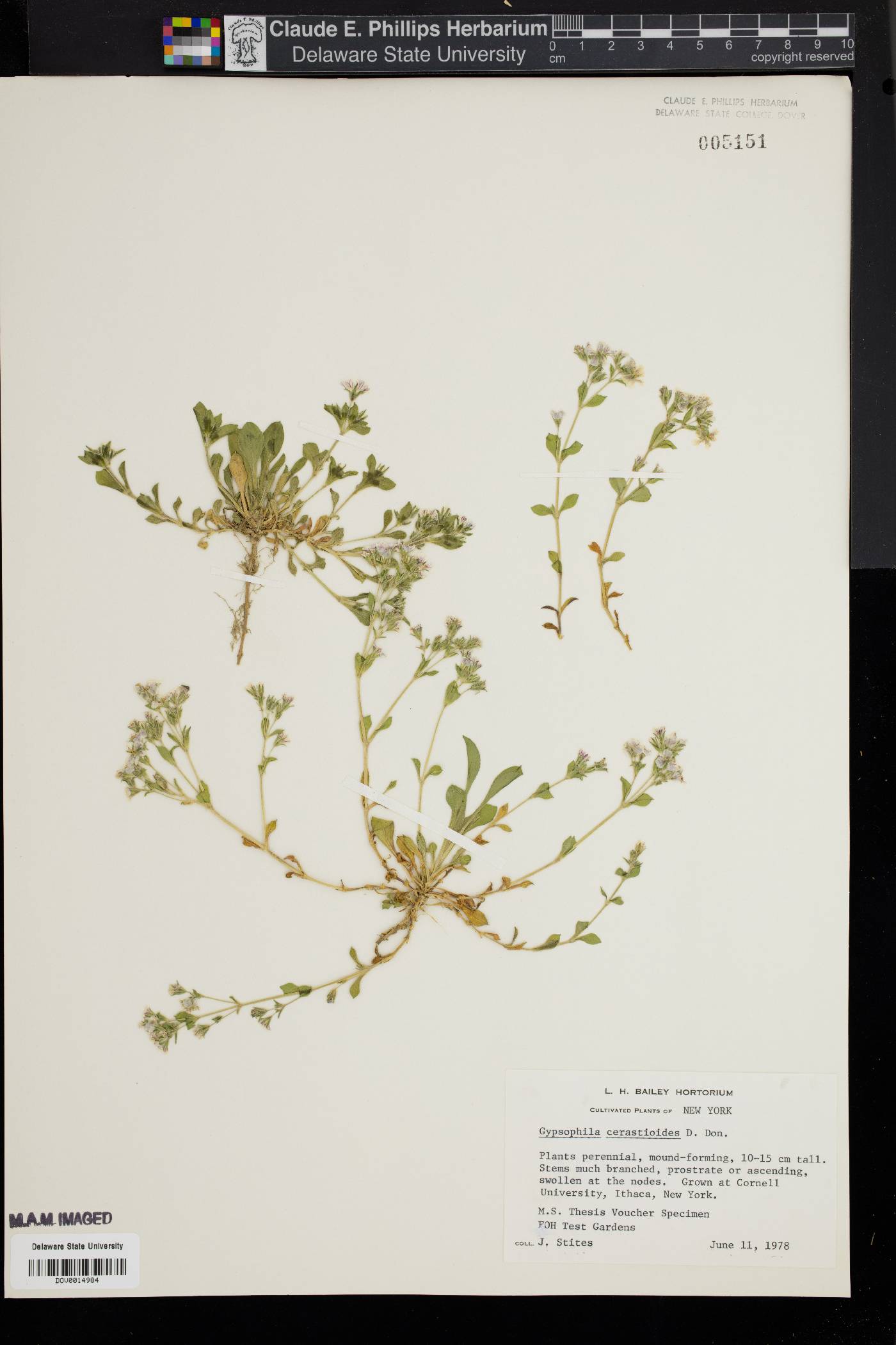 Gypsophila cerastioides image