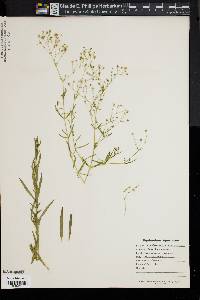 Image of Gypsophila paniculata