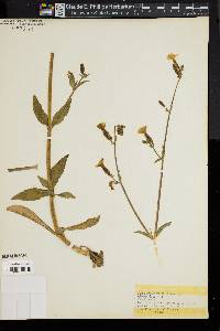 Silene latifolia image