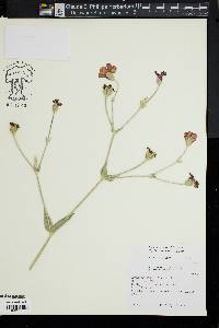 Silene coronaria image