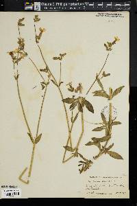 Image of Silene dioica