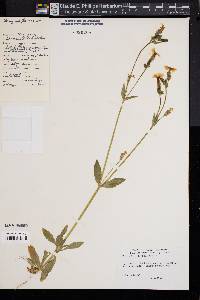 Silene latifolia image