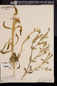 Silene dichotoma image