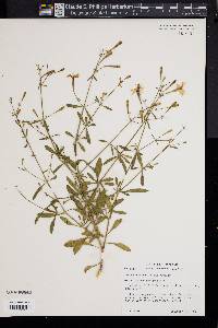 Silene fortunei image