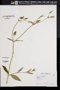 Silene latifolia image