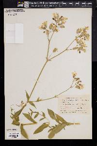 Silene latifolia image