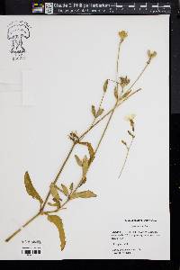 Silene latifolia image