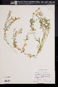 Silene schafta image