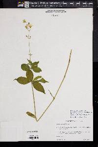 Silene stellata image