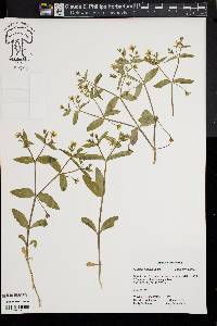 Stellaria pubera image