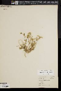 Stellaria pubera image