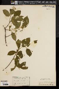 Celastrus scandens image