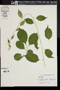 Celastrus scandens image