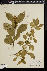 Celastrus scandens image