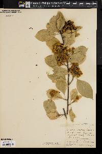 Celastrus scandens image