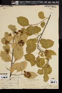 Celastrus scandens image