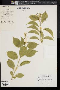 Celastrus scandens image