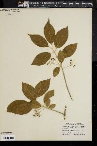 Euonymus atropurpureus image