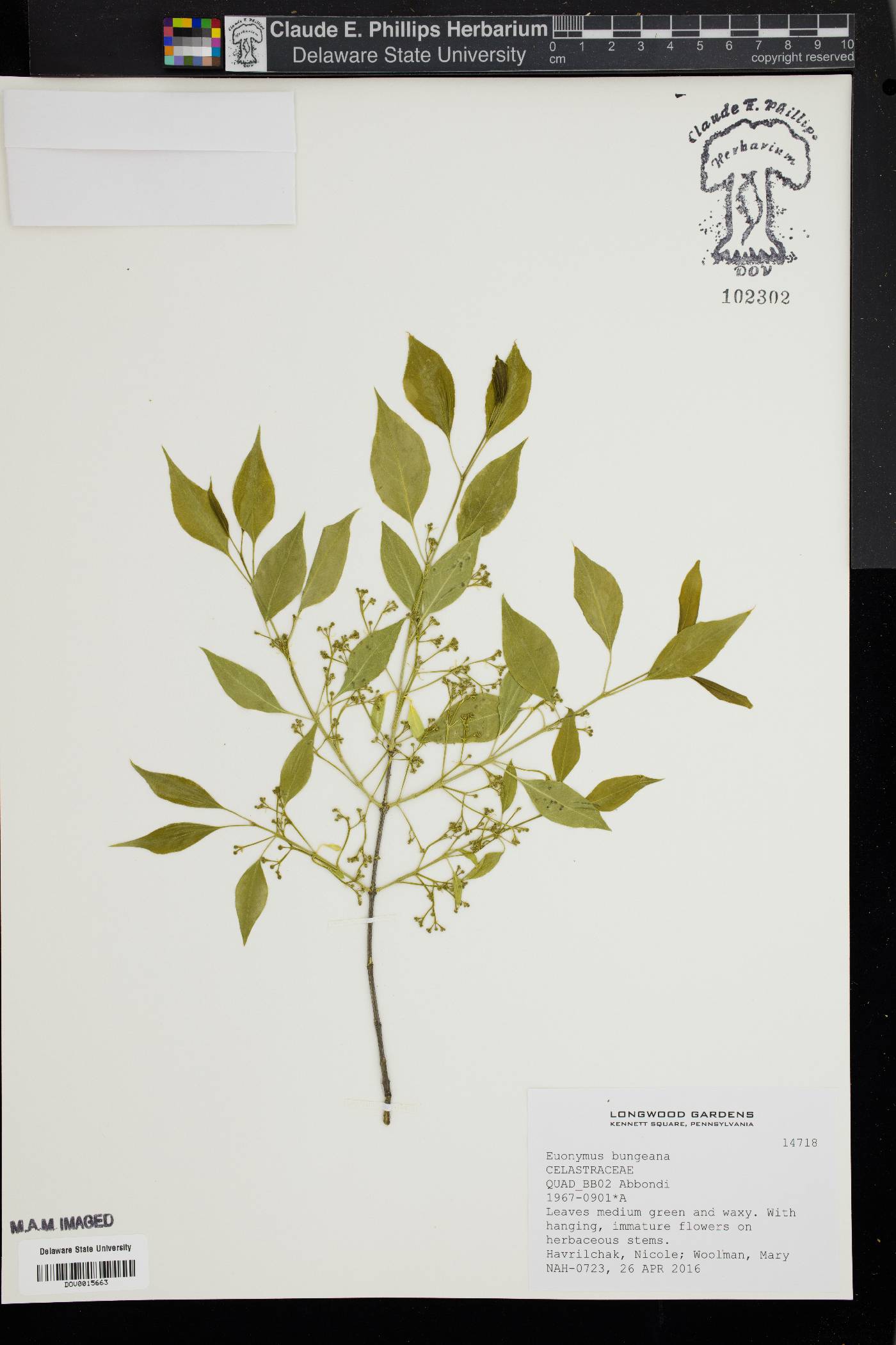 Euonymus bungeanus image