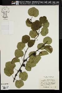 Cercidiphyllum japonicum image