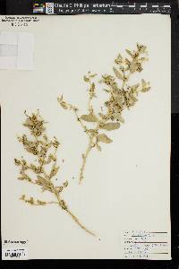 Atriplex arenaria image