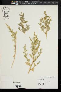 Atriplex arenaria image